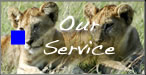 Our Service